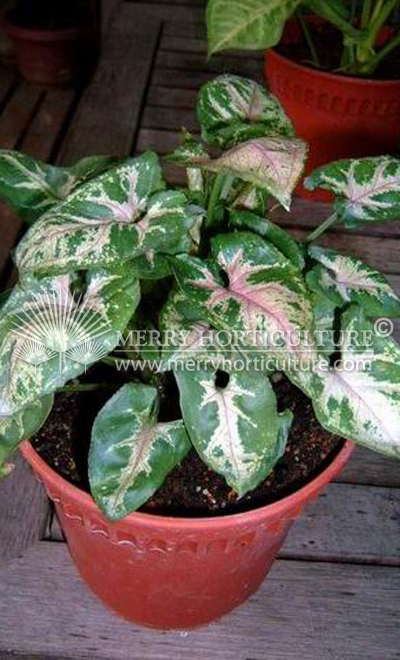 Syngonium podophyllum 'Tiffany' 2